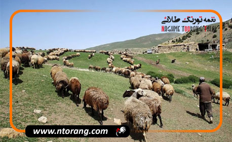 جریمه هفت میلیون ریال دامداران فاقد کارت چَرا